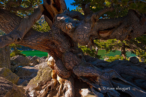 The Tree