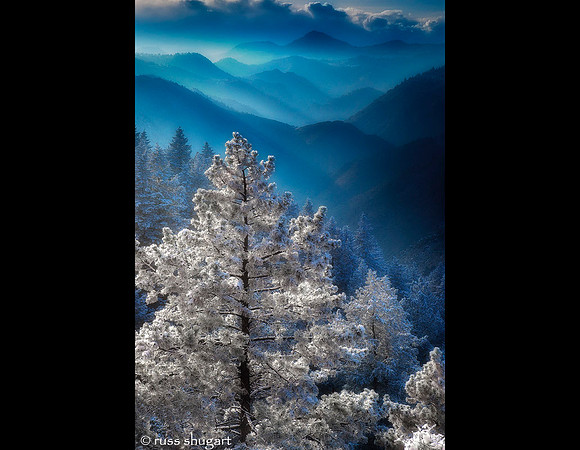 Frosty Pines