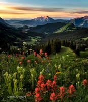 West Elk Mountains Wild Flowers