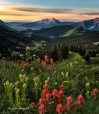 West Elk Mountains Wild Flowers