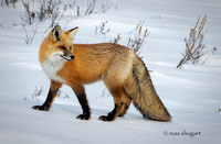 Yellowstone Fox