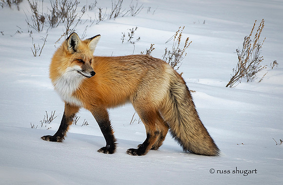 Yellowstone Fox