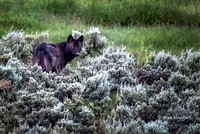 Wildlife