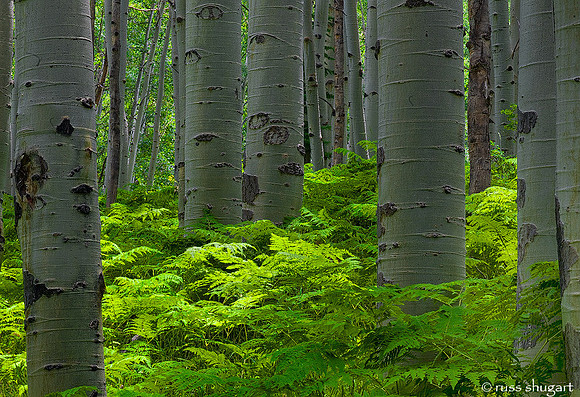 Aspen Forest