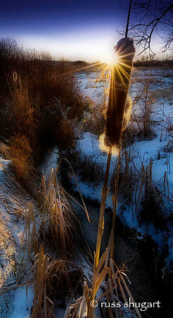 Cat Tail     Eastern Plains