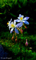Intimate Stand of Columbines