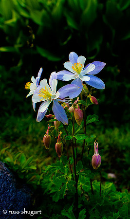Intimate Stand of Columbines