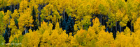 Aspen Patterns