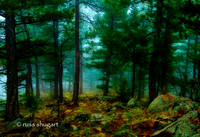 Genesee Forest
