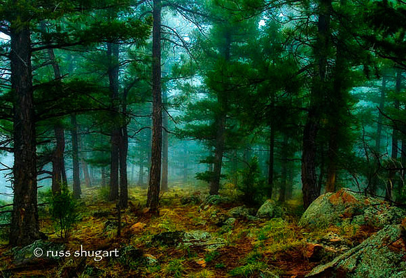 Genesee Forest