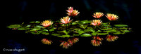 Water Lillies