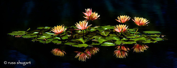 Water Lillies